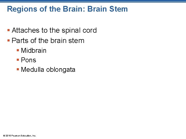 Regions of the Brain: Brain Stem § Attaches to the spinal cord § Parts