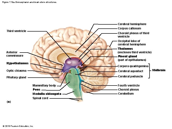 Figure 7. 16 a Diencephalon and brain stem structures. Cerebral hemisphere Corpus callosum Third