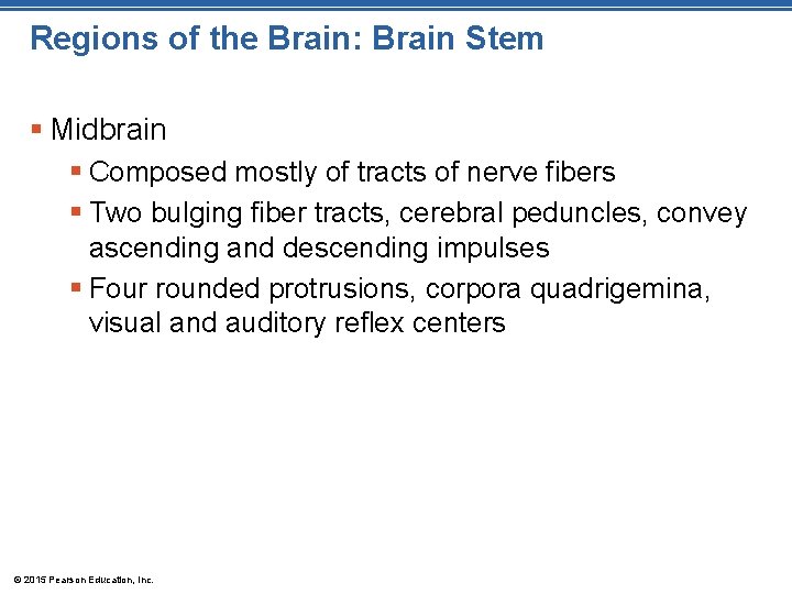 Regions of the Brain: Brain Stem § Midbrain § Composed mostly of tracts of
