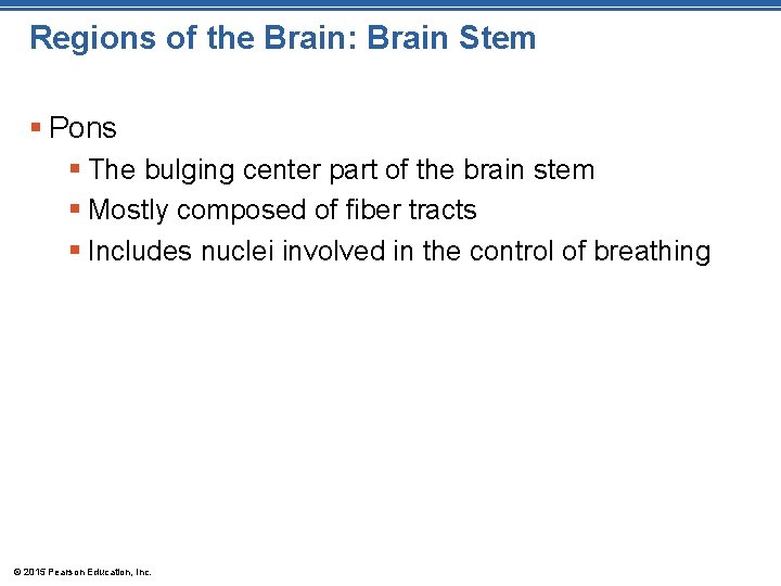 Regions of the Brain: Brain Stem § Pons § The bulging center part of
