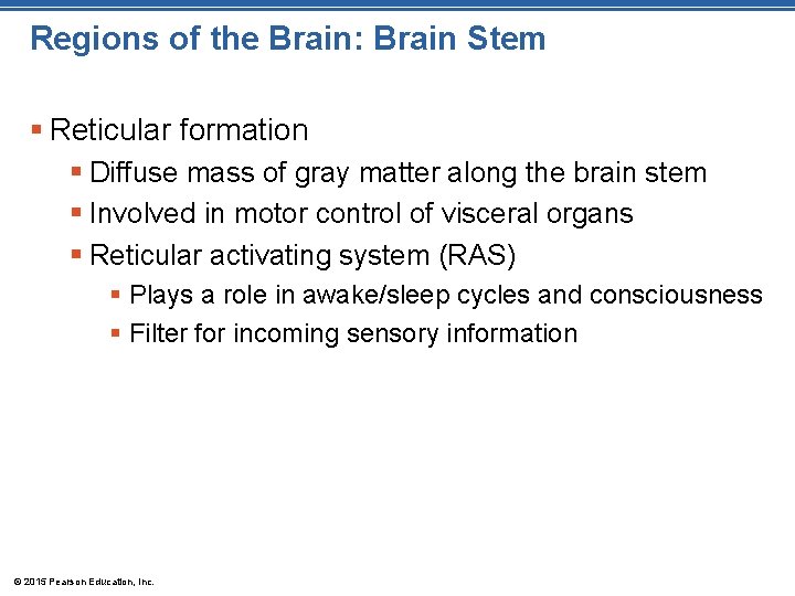 Regions of the Brain: Brain Stem § Reticular formation § Diffuse mass of gray