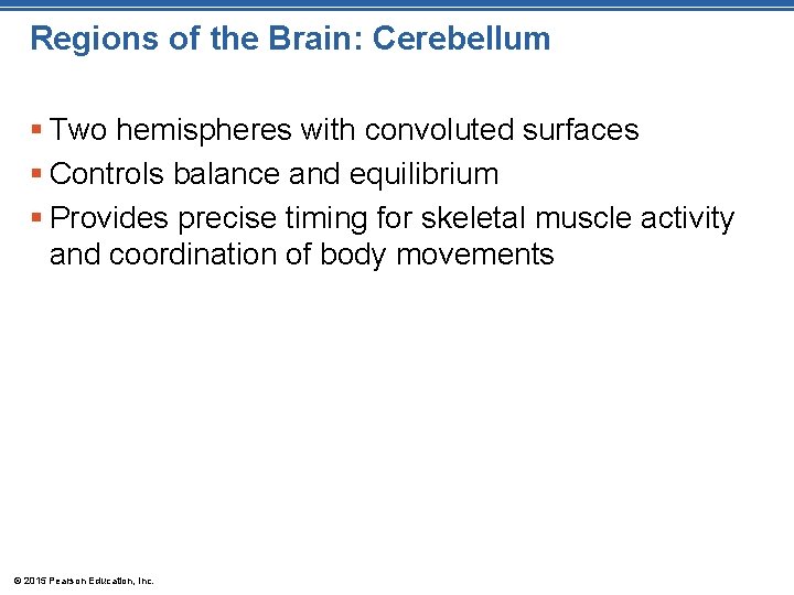 Regions of the Brain: Cerebellum § Two hemispheres with convoluted surfaces § Controls balance