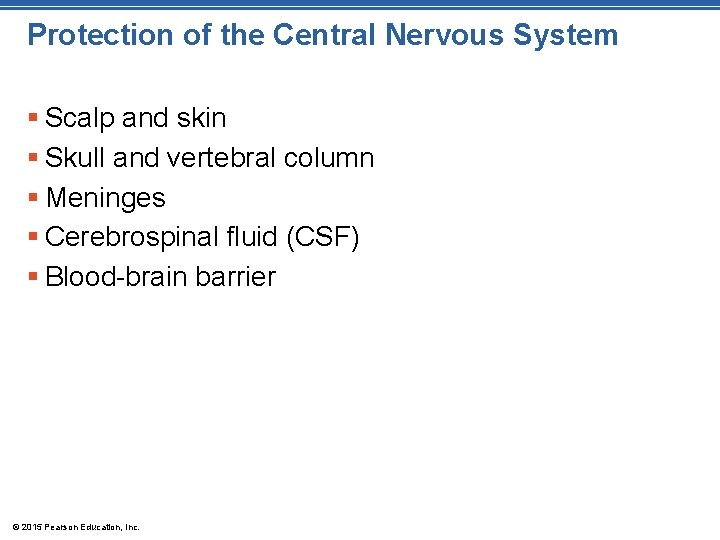 Protection of the Central Nervous System § Scalp and skin § Skull and vertebral