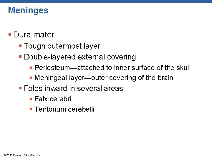 Meninges § Dura mater § Tough outermost layer § Double-layered external covering § Periosteum—attached
