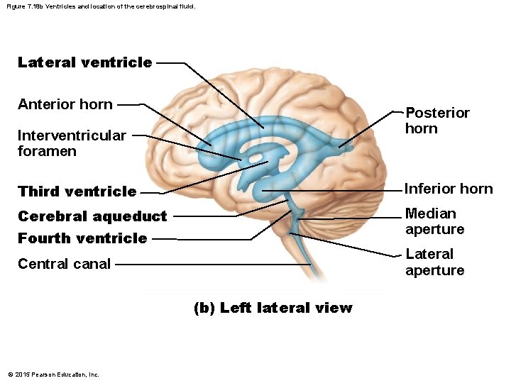 Figure 7. 18 b Ventricles and location of the cerebrospinal fluid. Lateral ventricle Anterior
