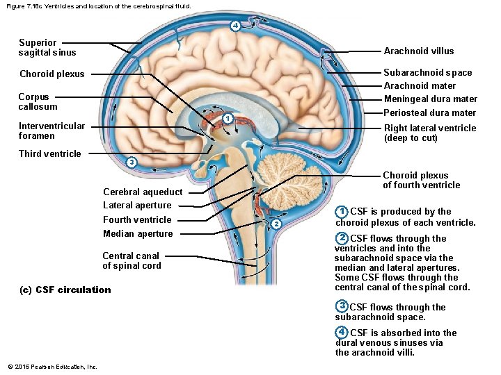 Figure 7. 18 c Ventricles and location of the cerebrospinal fluid. 4 Superior sagittal