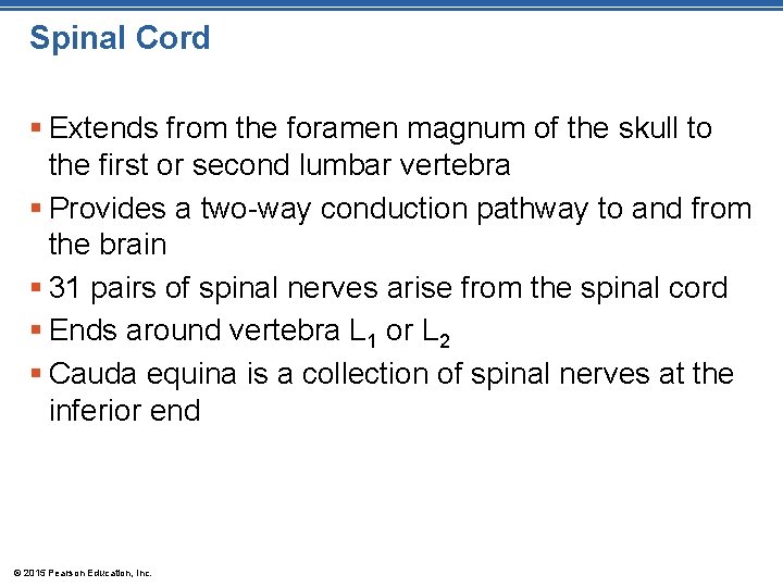 Spinal Cord § Extends from the foramen magnum of the skull to the first
