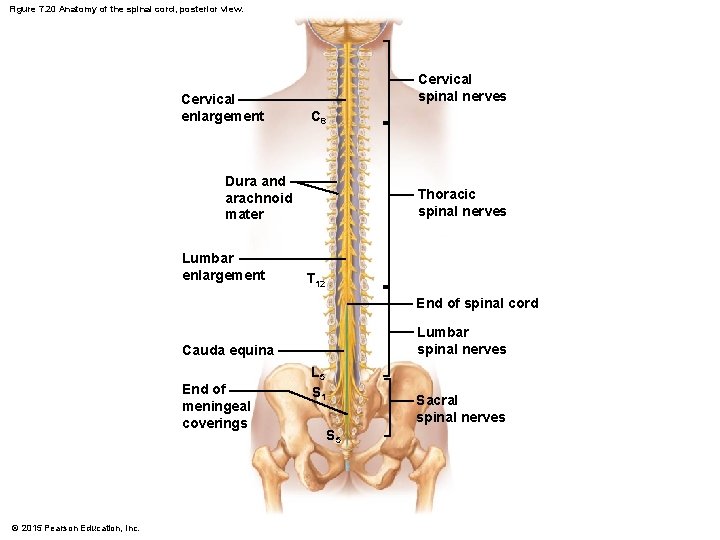 Figure 7. 20 Anatomy of the spinal cord, posterior view. Cervical enlargement Cervical spinal