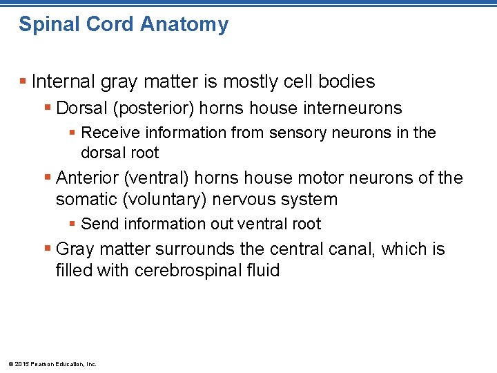 Spinal Cord Anatomy § Internal gray matter is mostly cell bodies § Dorsal (posterior)
