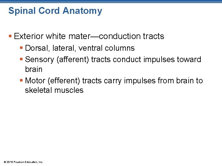 Spinal Cord Anatomy § Exterior white mater—conduction tracts § Dorsal, lateral, ventral columns §