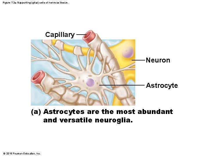 Figure 7. 3 a Supporting (glial) cells of nervous tissue. Capillary Neuron Astrocyte (a)