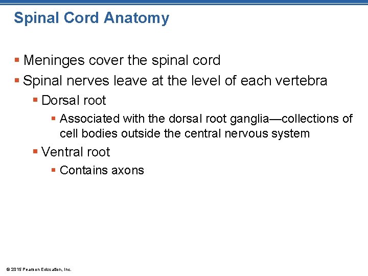 Spinal Cord Anatomy § Meninges cover the spinal cord § Spinal nerves leave at