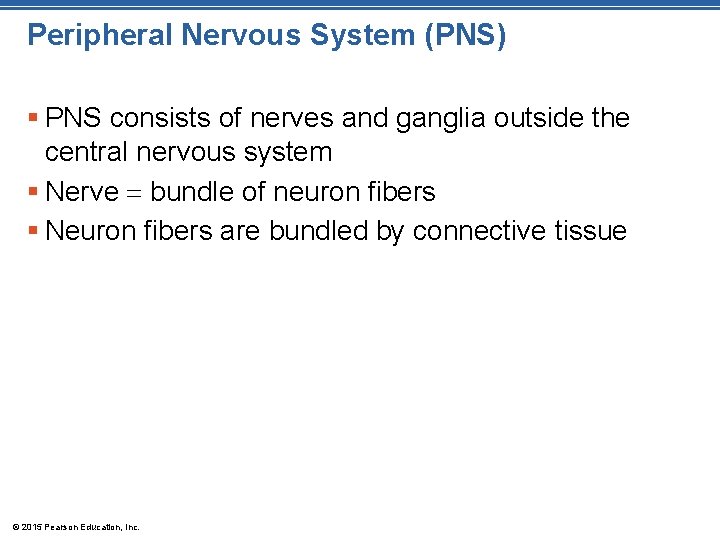 Peripheral Nervous System (PNS) § PNS consists of nerves and ganglia outside the central