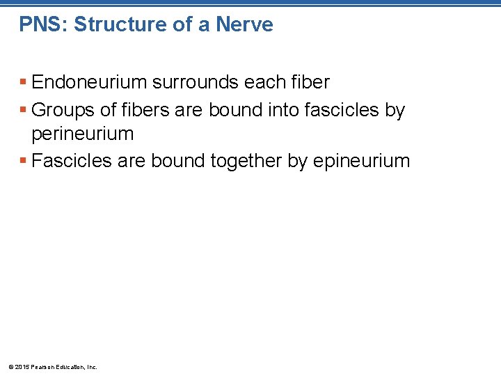 PNS: Structure of a Nerve § Endoneurium surrounds each fiber § Groups of fibers