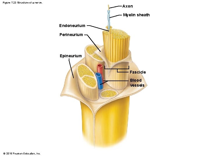Figure 7. 23 Structure of a nerve. Axon Myelin sheath Endoneurium Perineurium Epineurium Fascicle