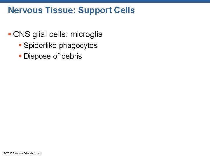 Nervous Tissue: Support Cells § CNS glial cells: microglia § Spiderlike phagocytes § Dispose