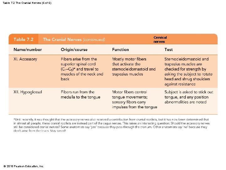 Table 7. 2 The Cranial Nerves (6 of 6) Cervical nerves © 2015 Pearson