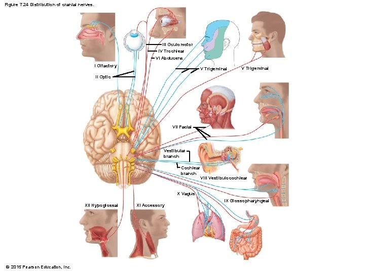 Figure 7. 24 Distribution of cranial nerves. III Oculomotor IV Trochlear VI Abducens I