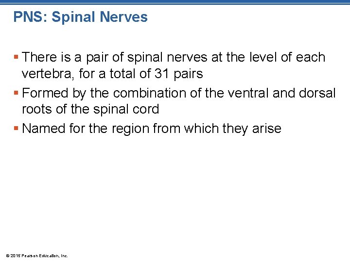 PNS: Spinal Nerves § There is a pair of spinal nerves at the level