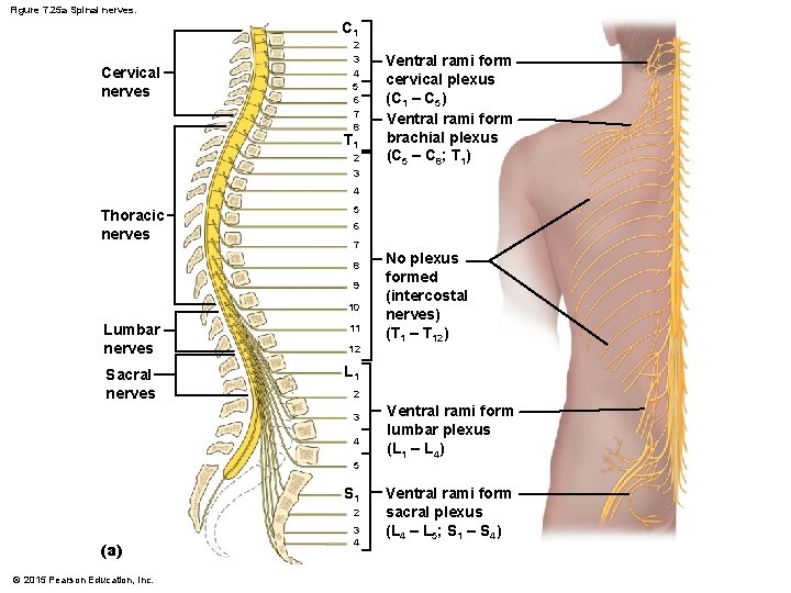 Figure 7. 25 a Spinal nerves. C 1 Cervical nerves 2 3 4 5