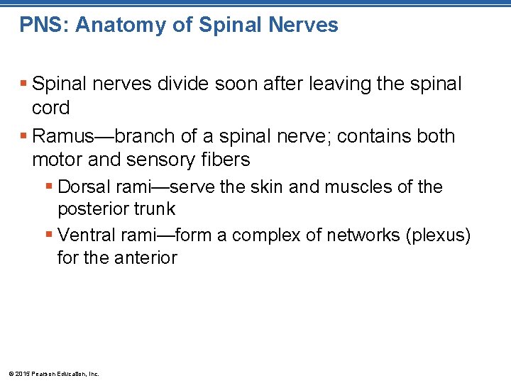 PNS: Anatomy of Spinal Nerves § Spinal nerves divide soon after leaving the spinal