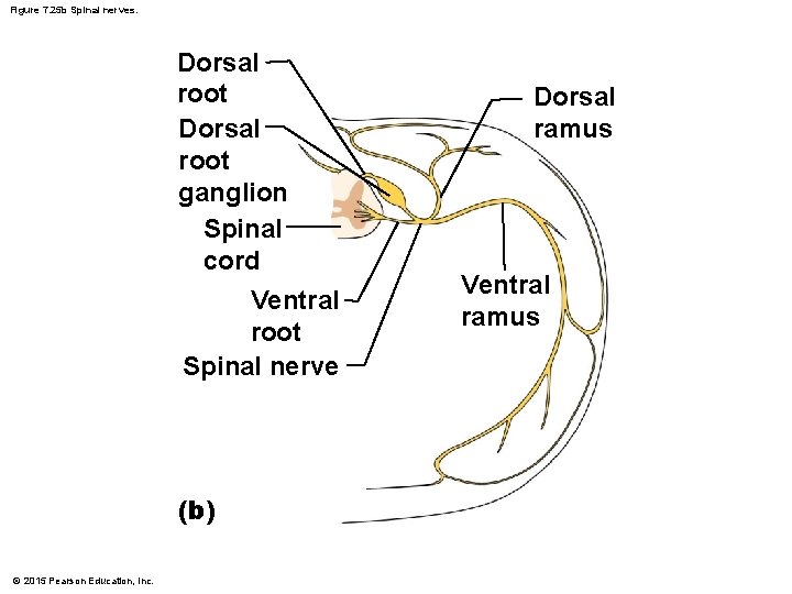Figure 7. 25 b Spinal nerves. Dorsal root ganglion Spinal cord Ventral root Spinal