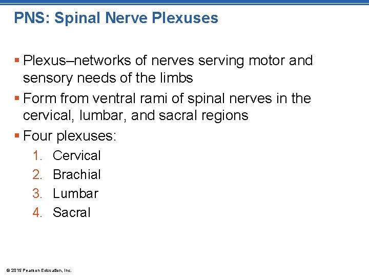 PNS: Spinal Nerve Plexuses § Plexus–networks of nerves serving motor and sensory needs of