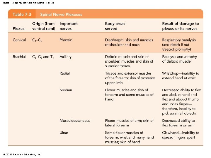 Table 7. 3 Spinal Nerves Plexuses (1 of 3) © 2015 Pearson Education, Inc.