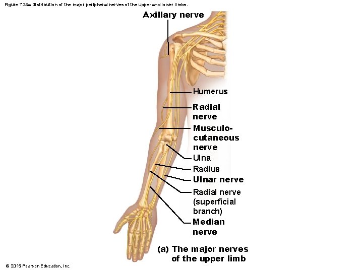 Figure 7. 26 a Distribution of the major peripheral nerves of the upper and