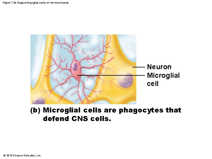 Figure 7. 3 b Supporting (glial) cells of nervous tissue. Neuron Microglial cell (b)
