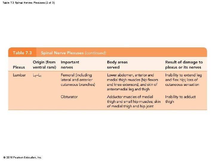 Table 7. 3 Spinal Nerves Plexuses (2 of 3) © 2015 Pearson Education, Inc.