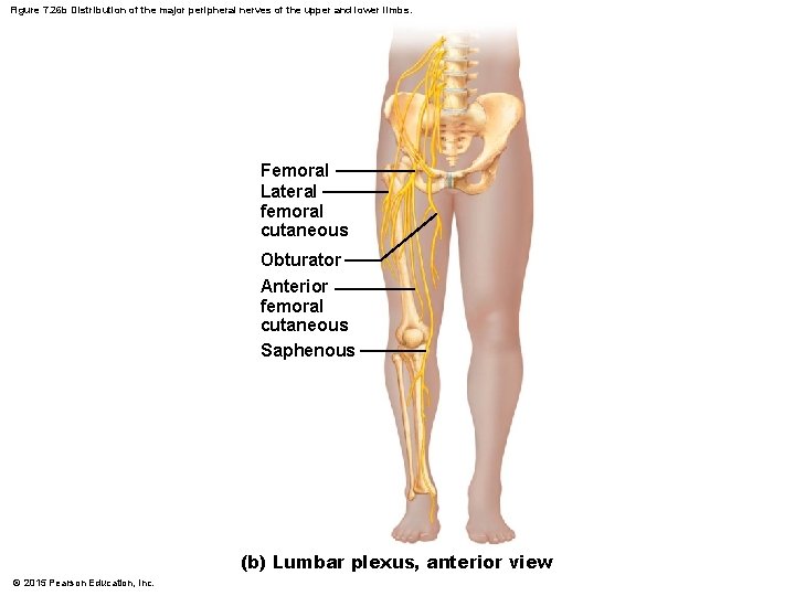 Figure 7. 26 b Distribution of the major peripheral nerves of the upper and