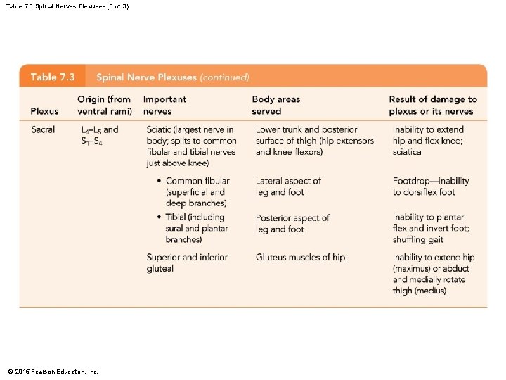 Table 7. 3 Spinal Nerves Plexuses (3 of 3) © 2015 Pearson Education, Inc.