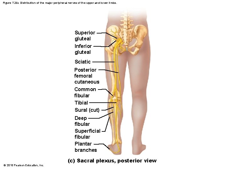 Figure 7. 26 c Distribution of the major peripheral nerves of the upper and