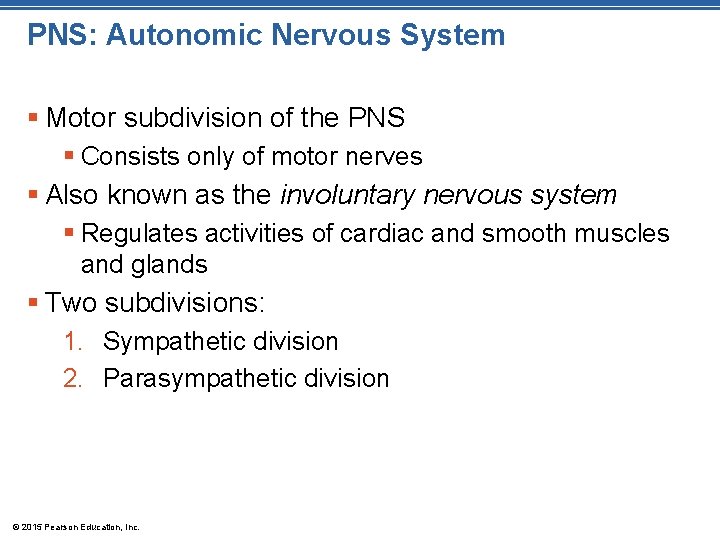 PNS: Autonomic Nervous System § Motor subdivision of the PNS § Consists only of