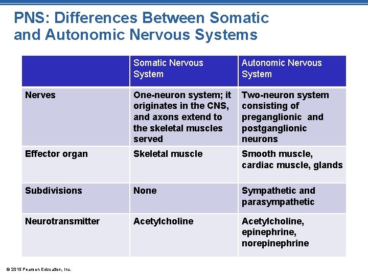 PNS: Differences Between Somatic and Autonomic Nervous Systems Somatic Nervous System Autonomic Nervous System