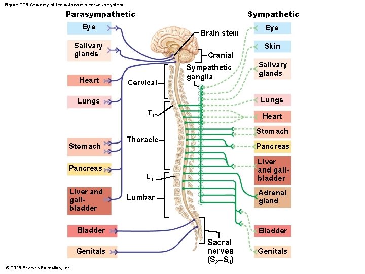 Figure 7. 28 Anatomy of the autonomic nervous system. Parasympathetic Sympathetic Eye Brain stem