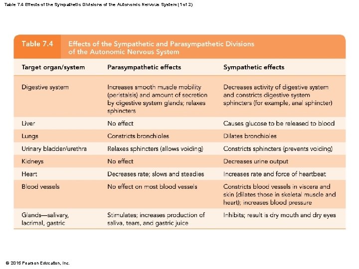 Table 7. 4 Effects of the Sympathetic Divisions of the Autonomic Nervous System (1