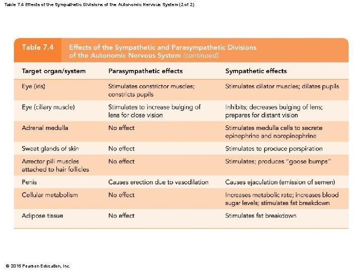 Table 7. 4 Effects of the Sympathetic Divisions of the Autonomic Nervous System (2