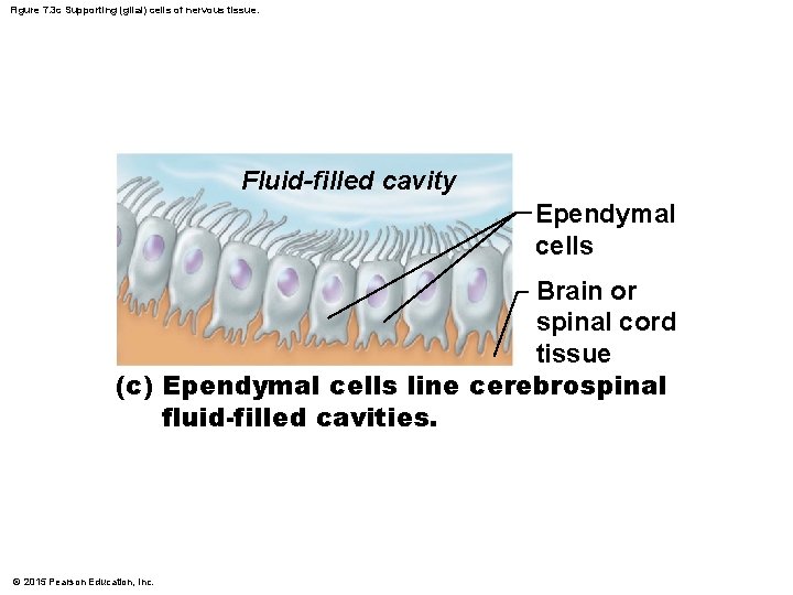 Figure 7. 3 c Supporting (glial) cells of nervous tissue. Fluid-filled cavity Ependymal cells