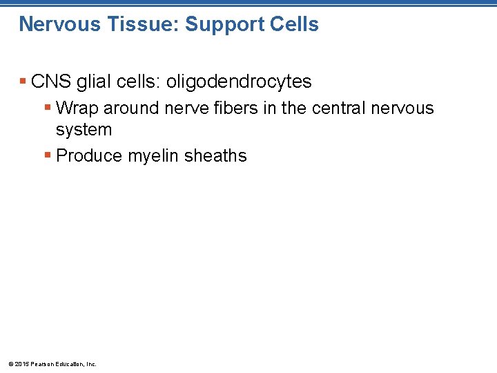 Nervous Tissue: Support Cells § CNS glial cells: oligodendrocytes § Wrap around nerve fibers