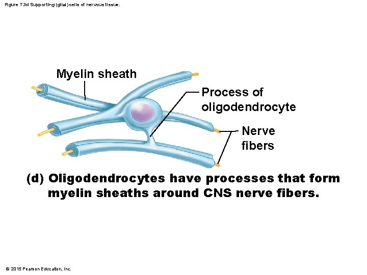 Figure 7. 3 d Supporting (glial) cells of nervous tissue. Myelin sheath Process of