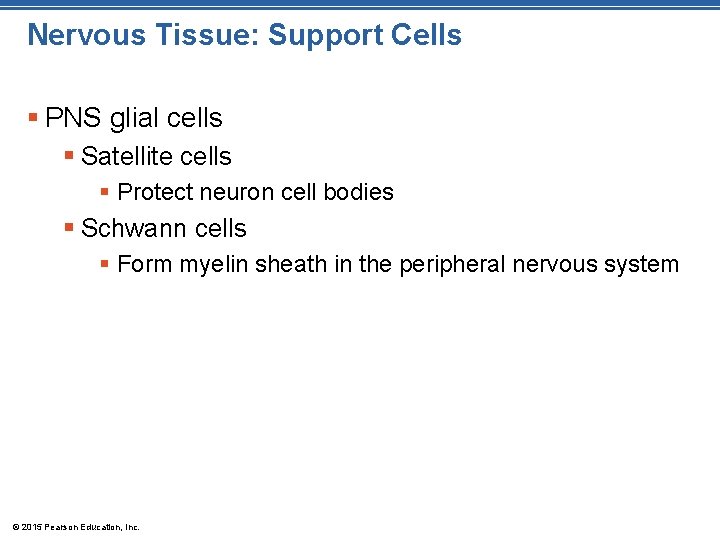 Nervous Tissue: Support Cells § PNS glial cells § Satellite cells § Protect neuron