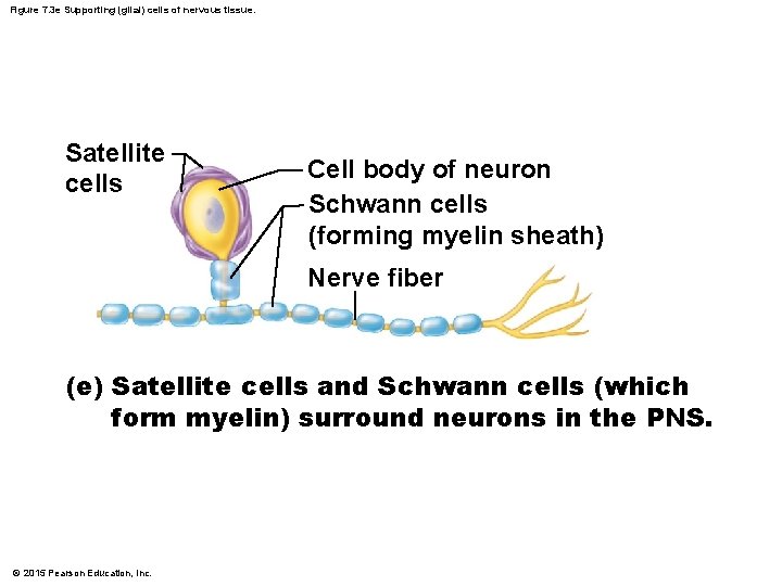 Figure 7. 3 e Supporting (glial) cells of nervous tissue. Satellite cells Cell body