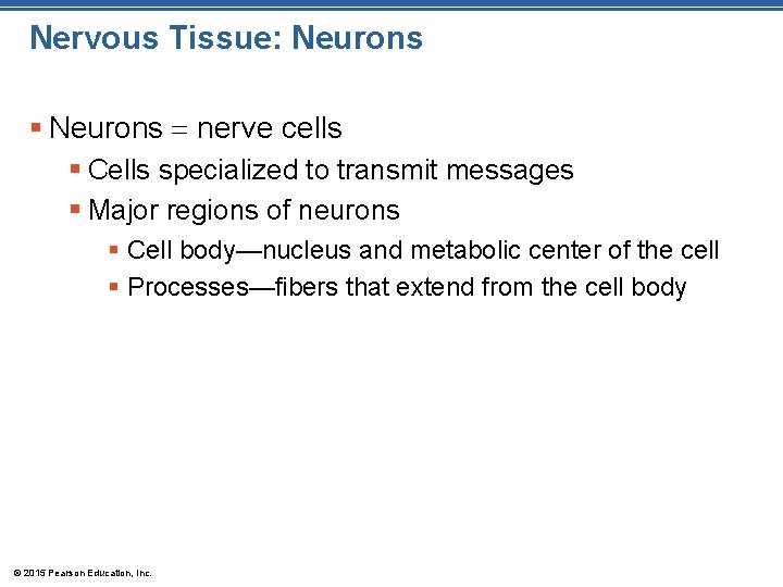 Nervous Tissue: Neurons § Neurons nerve cells § Cells specialized to transmit messages §