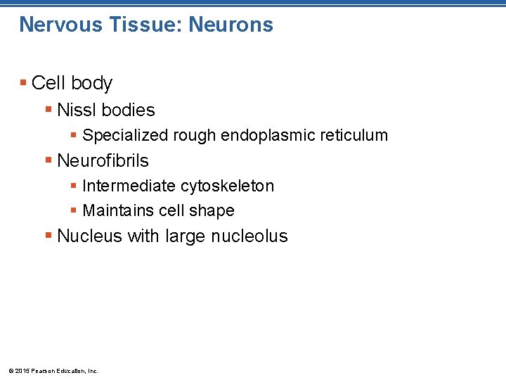 Nervous Tissue: Neurons § Cell body § Nissl bodies § Specialized rough endoplasmic reticulum