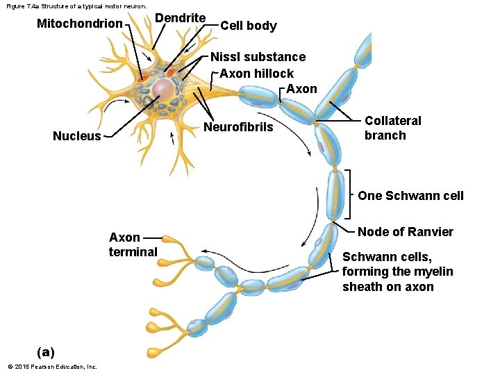 Figure 7. 4 a Structure of a typical motor neuron. Mitochondrion Dendrite Cell body