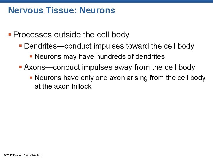 Nervous Tissue: Neurons § Processes outside the cell body § Dendrites—conduct impulses toward the
