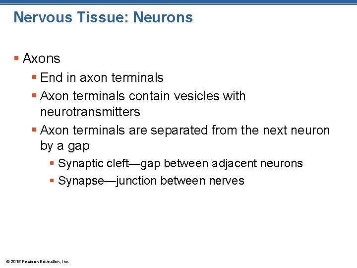 Nervous Tissue: Neurons § Axons § End in axon terminals § Axon terminals contain