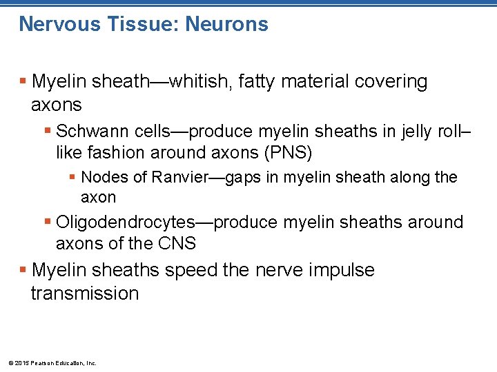 Nervous Tissue: Neurons § Myelin sheath—whitish, fatty material covering axons § Schwann cells—produce myelin